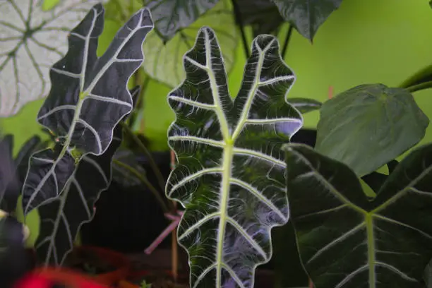 Photo of Alocasia Amazonica in the backyard