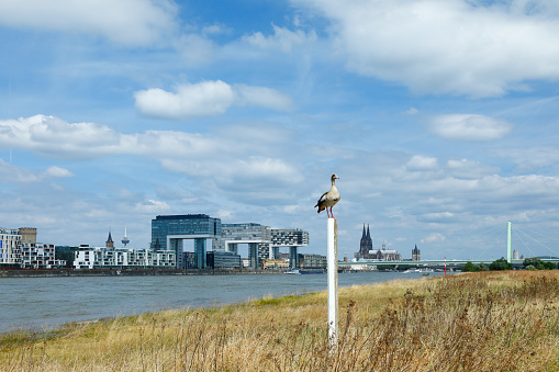 View from the Meadows of Poll (Poller Wiese) to the Crane Buildings and the Cologne Cathedral.