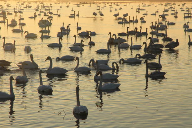 istock swans on the lake at sunset 1331516015