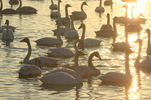 istock swans on the lake at sunset 1331516021