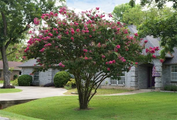 Crepe, or Crape, Myrtle Tree (Lagerstroemia) Blooms in Summer Red lCrape / Crepe Myrtle Tree in summer makes a colorful bloom in landscapes. It is also a hardy tree in Texas. christine kohler stock pictures, royalty-free photos & images