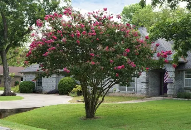 Red lCrape / Crepe Myrtle Tree in summer makes a colorful bloom in landscapes. It is also a hardy tree in Texas.