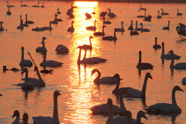 istock swans on the lake at sunset 1331516140