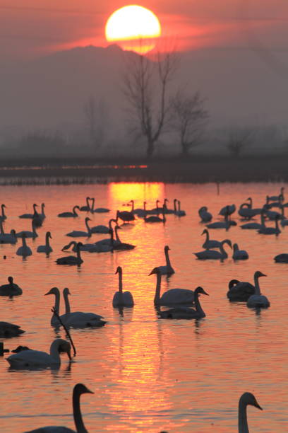 istock swans on the lake at sunset 1331516172