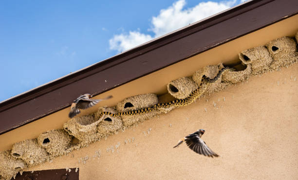 istock Bullsnake Raiding Swallow's Nest 1331517041