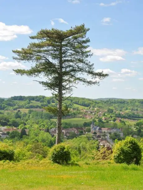 View of a cedar of Lebanon, with a village in the background.