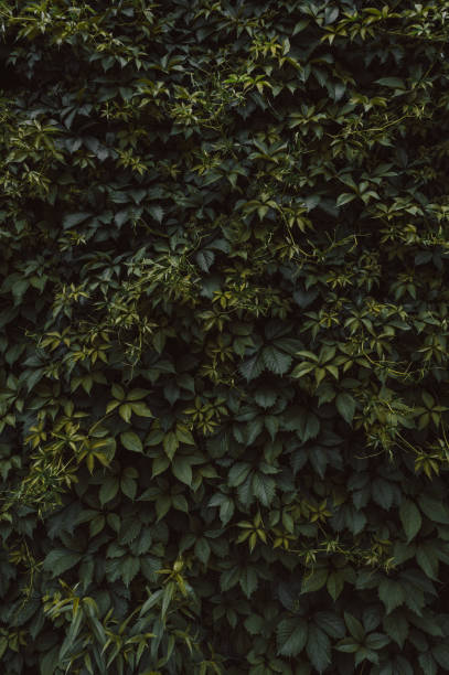 istock Wall covered with green leaves 1331519094