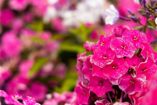 red flowering blooms