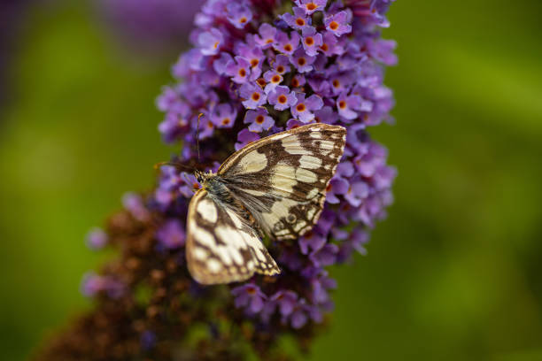 istock purple flower and butterfly 1331521145
