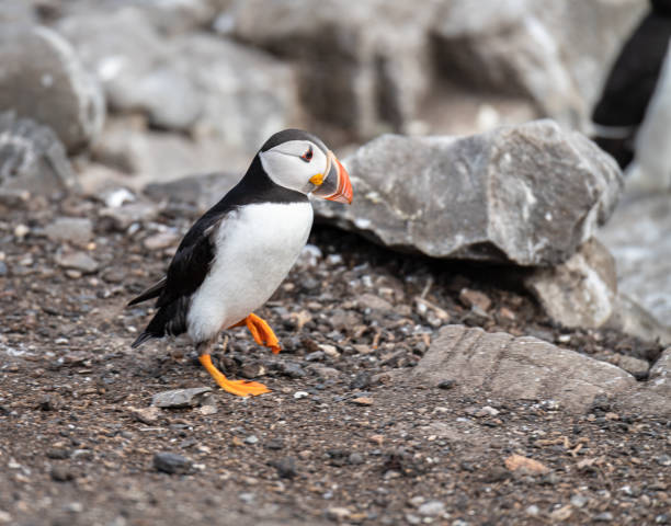 maskonur na ziemi na inner farne island na wyspach farne, northumberland, anglia - farnes zdjęcia i obrazy z banku zdjęć