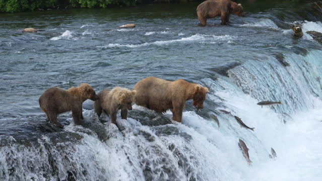 Title: Brown Bear (#128 Grazer) with her two yearling cubs Catches a Sockeye Salmon at Brooks Falls in Katmai National Park, Alaska