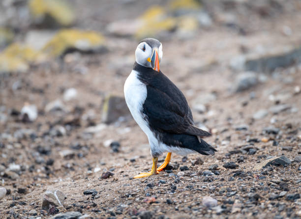 maskonury na ziemi na inner farne lsland na wyspach farne, northumberland, anglia - farnes zdjęcia i obrazy z banku zdjęć