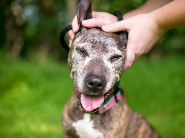 A person petting a happy senior dog stock photo