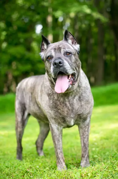 A brindle Cane Corso Mastiff dog standing outdoors and panting