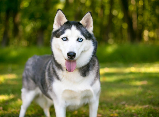 istock A purebred Alaskan Husky dog with blue eyes 1331521478