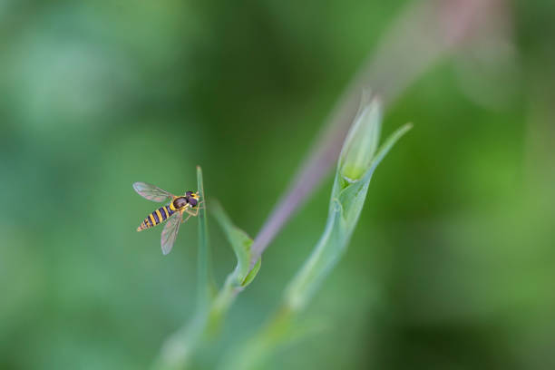 hoverflies, chiamati anche mosche dei fiori - hoverfly nature white yellow foto e immagini stock