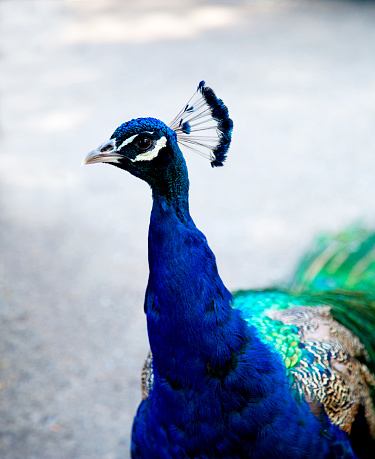 Beautiful blue peacock head and neck