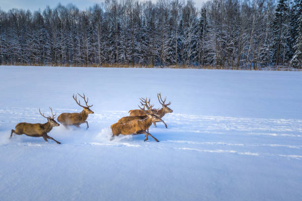 istock Wild deers running throough snowy filed 1331523946