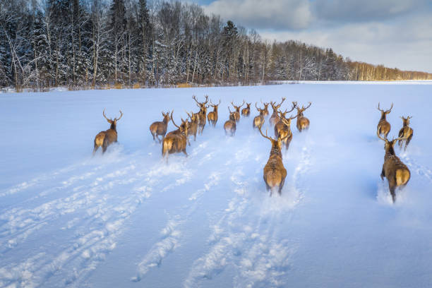 istock Winter landscape with wild animals 1331523948