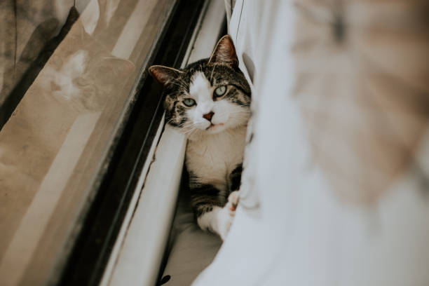 istock Close up portrait of a cat 1331524157