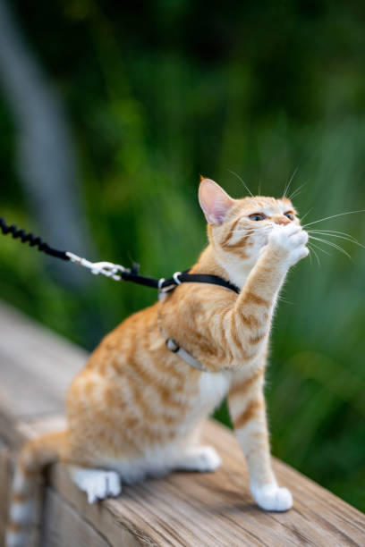 istock Cat covering her mouth with paw 1331524783