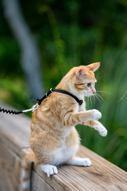 istock Cat on a lease sitting up 1331524860