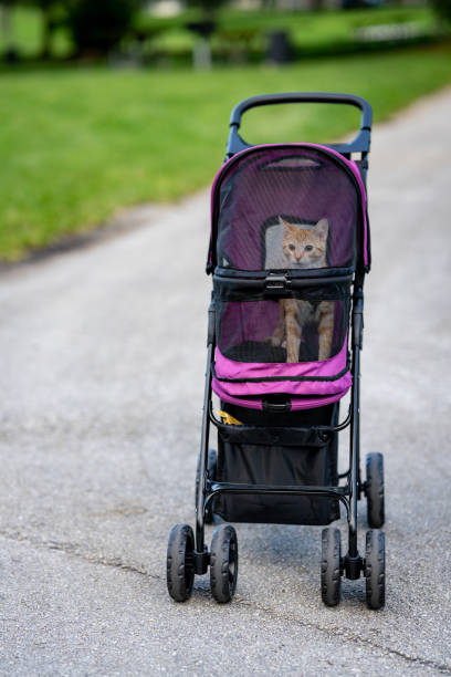istock Orange tabby cat in a pet stroller 1331524884