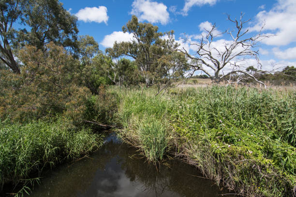 istock Reed Lined Still Pool Finniss River 1331525822