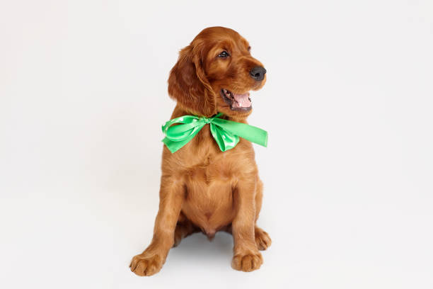 charming Irish setter puppy of brown color on a white background charming Irish setter puppy of brown color on a white background. irish red and white setter stock pictures, royalty-free photos & images