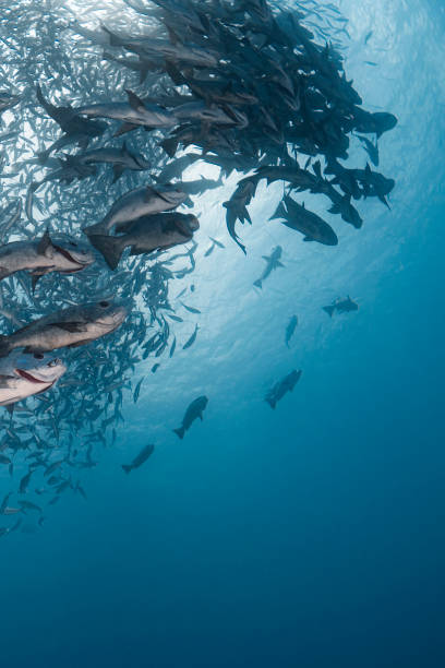istock Bait Ball - Palau, Micronesia 1331527416