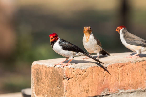 Yellow Billed Cardinal Bird in The Pantanal, Brazil Yellow -billed Cardinal Bird (Paroaria capitata) in The Pantanal, Brazil three red cardinals stock pictures, royalty-free photos & images