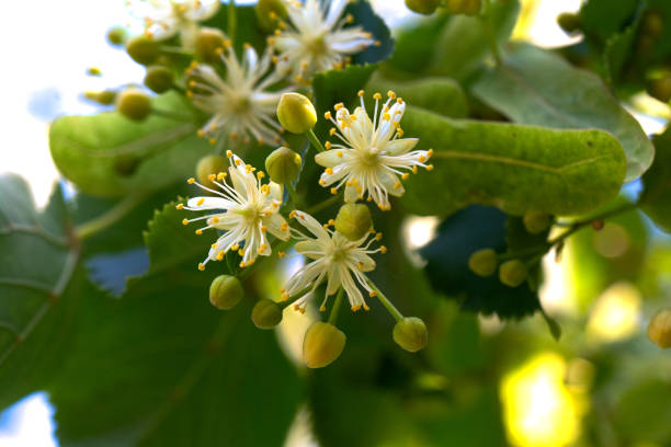 tilleul, fleur de tilleul avec des feuilles vertes sur l’arbre - linden tree photos et images de collection