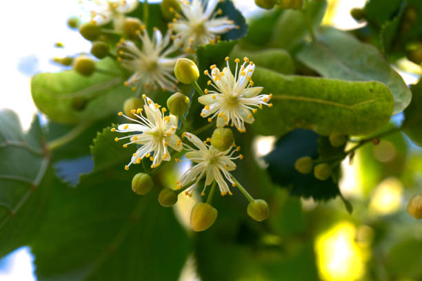 Linden, linden blossom with green leaves on the tree Linden, linden blossom with green leaves on a tree in summer tilia stock pictures, royalty-free photos & images