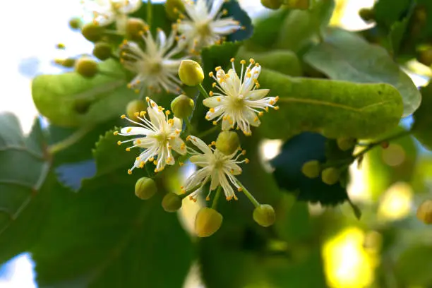 Photo of Linden, linden blossom with green leaves on the tree