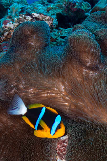 istock Allard's clownfish and Anemone - Palau, Micronesia 1331529540