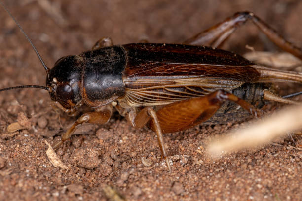 istock Adult Field Cricket 1331531169