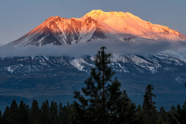 istock Pine and Sunset on Mt Shasta 1331531179
