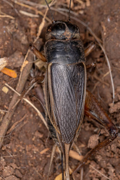 istock Adult Field Cricket 1331531272