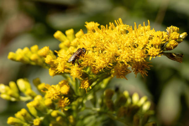 istock Anise Goldenrod Plant 1331531865