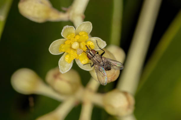 istock Adult Bristle Fly 1331535166