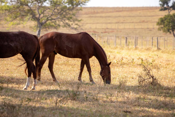 istock Horse resting in a pasture area 1331537794