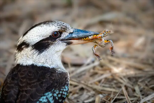 Australian native Laughing Kookaburra eating a frog