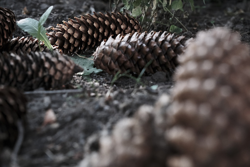 dry brown fir cones lying on the ground in the park outdoors, background
