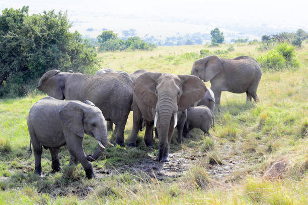Herd of elephants in Masai Mara grasslands
