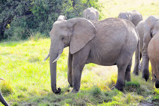 istock Herd of elephants in Masai Mara grasslands 1331543196