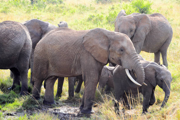 istock Herd of elephants in Masai Mara grasslands 1331543200