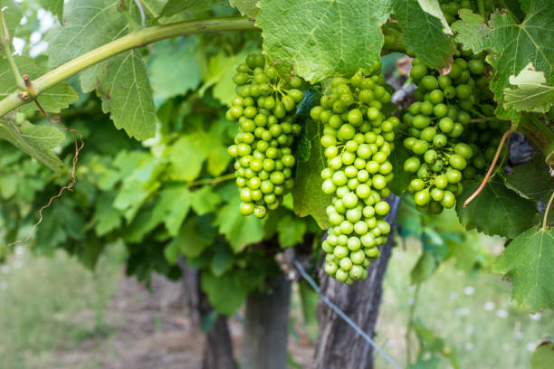 istock New Season Wine Grapes Growing 1331543212