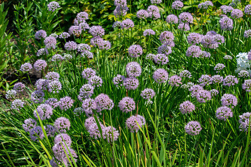 This image shows a close-up view of beautiful lavender color prairie onion flowers (allium stellatum) blooming in a sunny summer ornamental garden.