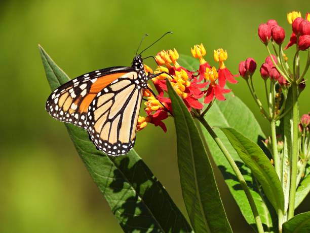 istock Monarch Butterfly (Danaus plexippus) on a Milkweed plant 1331544038