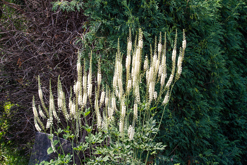 This image shows a close-up view of beautiful white cohosh flowers (actaea racemosa) blooming in a sunny summer ornamental garden.
